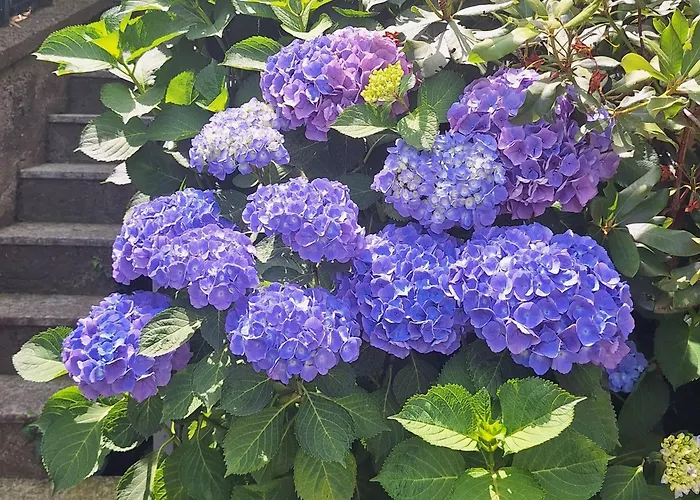 Appartement Ori Oriana Baveno